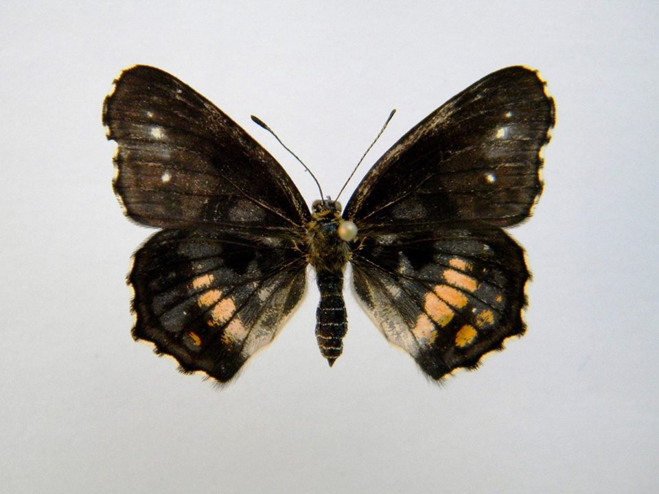Araschnia levana (Cold Shock Aberant) 5 (Internet Image property of respective owner, non-commercial use only)